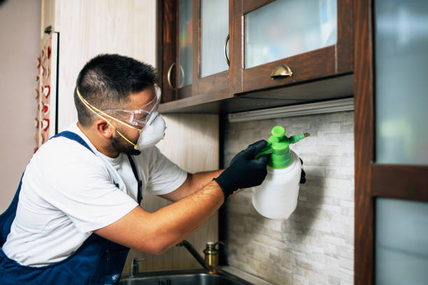 Best Pest Control Near Me  in Queen Creek, AZ