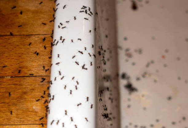 Queen Creek, AZ Pest Control Company
