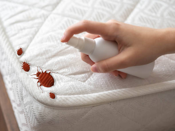 Best Flea Control Services  in Queen Creek, AZ